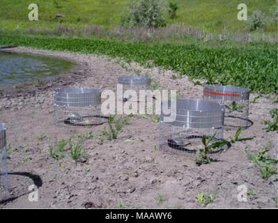 . Mögliche Auswirkungen der Autobahn Sterblichkeit und Habitatfragmentierung auf eine Bevölkerung von lackierten und Schildkröten in Montana. Abbildung B-1. Kabel Gehäuse mit Aluminium Lichthupe benutzt der Turtle Steigfähigkeit zu testen. Stockfoto