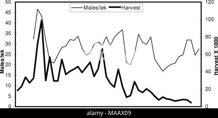 . Bewirtschaftung und Erhaltung Strategien für Sage grouse in Montana - Endrunde. 1958 1963 1968 1973 1978 1983 1988 1993 1998 2003 Jahr Abbildung III-2. Trends in der Sage grouse Lek zählt und Ernte in Montana, 1958-2003. Die Menge und die Einstellung von Frühling und Sommer Regen betrifft die jährliche Produktion und Populationsdynamik von Sage grouse, wodurch kurzfristige Schwankungen (d. h. &lt; 10 Jahre) in Sage grouse Fülle (Eustace 2002). Wallestad und Watts (1973) identifizierte witterungsbedingten Faktoren, die Sage grouse Produktivität im Zentrum von Montana betroffen. Ihre Feststellungen enthalten: 1. Keine Beziehung b Stockfoto