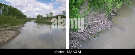 . Aquatische Erhebungen und Beurteilung der Slim Buttes Region Harding und Butte CO, SD. Abbildung 11. Little Missouri River (AES B005) Medium Abbildung 12. Little Missouri River (AES B005) cobble/Prairie Fluss Lebensraum in der Nähe von Albion, MT. woody Ablagerungen in der Nähe von Albion, MT. Lage: von Stateline Rd. An der Brücke, ca. 6 km nordöstlich von Albion, MT abgerufen. Weiter stromaufwärts -100 m bis zur ersten riffle/Pool eingestellt als die Unterseite der erreichen (Abbildung 11). Nächste Stadt: Albion, Carter County, MT Ökoregion: Northern Great Plains Steppe aquatische Ökosystem Typ: B005 - Nordwestliche Große Stockfoto