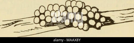 . East Coast Marine Muscheln; Beschreibungen von Shore Muscheln zusammen mit vielen Leben unter tide Mark, von Maine zu Texas inclusive, vor allem in Florida. Abb. 52 Eier von Pomacea POMACEA PALUDOSA FLAVA Gray. Eine auffallende gelbe Schale, ohne Bänder. Diese Sorte ist in den Kanälen in der Nähe von Plnecrest auf dem Tamiami Trail gesammelt worden. Zentrale Everglades und in der Nähe von Miami, Florida Stockfoto