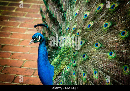 Ein Foto von einem sehr freundlichen Pfau seine Federn auf einen lokalen botanischen Garten. Stockfoto