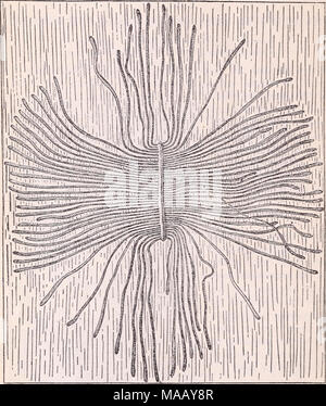 . Die Sterbenden hickory Bäume: Ursache und Abhilfe. Abb. 2. - Komplette brut Galerien von th Hickory barkbeetle auf der Oberfläche des Holzes. (In der Darstellung des Autors. &Gt; das Holz auf der Amtsleitungen wird neugierig Tausendfüßler offenbaren - wie Bur-Zeilen (Abbn. 1, 2) in der Rinde und Rillen auf der Oberfläche des Holzes. Diese sind die Galerien und gräbt der übergeordneten Käfer und ihrer Brut der jungen Maden bzw. Larven. Die ringeln Wirkung dieser gal-leries ist der wirkliche Grund für den Tod des Baumes. Stockfoto