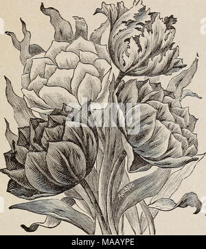 . Niederländische und andere Lampen. Frühe Doppel Tulpen Porto 5 e pro Dutzend extra Pro Doz. Grisdelin, blass Violett und Weiß.. 5 40 La Candeur. reines Weiß 5 40 Pfingstrose, gold 5 50 Lila Krone, dunkel lila 5 50 Rex Rubrorum, helle erimsom 5 50 Rosalie, Carmine pink 5 40 Besten gut gemischt, (siehe Schnitt) Zwei für 5 s; pro Doz. 25 c; je 100 $ 1,50. Ende der einzigen Tulpen. Porto 5c pro Dutzend extra Byblooms, Superfein gemischt, Weiß, gestromt und gefiederten, mit Purpur, Rosa, Violett und Braun. Je 5 c; pro Doz. 30 c; je 100 $ 2,00. Parrot oder Drachen, großen Blüten der brillante und vielfältigen Farben, Blüten curio Stockfoto