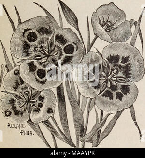 . Niederländische und andere Lampen. $ 1 00 1 00 40 50 40 50 40 50 gemischt CALOCHORTUS Calochortus, 40 50 00 35 Oxalis. Anmutige kleine Pflanzen, mit zierlichen Blätter und Blüten in verschiedenen Farben, passend für Hang-ing Körbe, Töpfe, Blumenkästen, Kinderbett, etc. für die Topfkultur, Anlage von 6 bis 8 in einem 5 oder 6 cm Topf und Deckel ca. 1 cm tief. Für Betten, Werk 4 oder 5 Zoll auseinander und 1 bis 2 Zoll tief in den Reichen lockeren Boden. Pro Doz. Pro 100 Grand Duchesse, Weiß, große, rein weiße, auf einzelne Stämme von 5 bis 8 cm lang, helle grüne Laub; extra fein 2 für 5 20 1 $ 25 Orand Duchesse, Rosa, Pink, Stockfoto