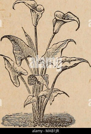. Drumm Saatgut und floralen Unternehmen. Haus, Stube oder Tisch. Das Laub ein helles Gras Grün, gestreift und breitrandig mit creme-weiß. 20 C. Aeschynanthus. Ein Eingeborener von Texas, Bewundert für seine Freiheit von Bloom. 10 c, 75 c pro Dutzend. JOHN DOUOLASS. Zwerg, blau, sehr kompakt. Weißes AUTO, Neu. Die bes, weiße Sorte. Die schöne ORCHIDEE WASSERHYAZINTHE. Kann im Freien im Sommer und in den Fenstern im Winter angebaut werden, in nichts: Das Wasser halten. Wir erkennen es als Neuheit von beschlossen, Verdienst. Piice, feine Pflanzen, 10 c Jeder, 6 für 50c. Kaktus - wie Pflanzen, Haus. 25C. Stockfoto