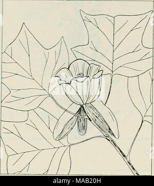 . Die Droge Pflanzen von Illinois. LIRIODENDRON TULIPIFERA L. Tulip Tree. Magnoliaceae. - eine Gerade, schmale - gekrönte Baum des großen Höhe; die Rinde des Stammes dünn und Schuppig oder, später, 2 cm dick und tief Zerfurcht; Blätter dunkelgrün, glänzend, 5 bis 6 cm lang und breit, mit 2 großen, spitzen Nocken auf jeder Seite und eine tiefe, breite Kerbe am Ende, Alternativ, petioled; Blumen grünlich-weiß, innerlich orange markierte, große, auffällige, re-sembling eine Tulpe Blüte; Obst conelike und schuppig, 2]/^ bis 3 Zoll lang. Aus Rinde, Wurzel, Stamm, Äste, gesammelt. Ein seltener an Com-mon-Baum Sout Stockfoto