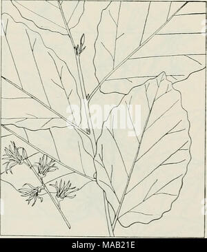. Die Droge Pflanzen von Illinois. HAMAMELIS VIRGINIANA L. Hexe - Hasel, Erle, Hasel, gestreifte Tabak Holz. Ceae Hamamelida -.-^ ein Mittelgroßer Strauch 8 bis 15 Fuß hoch; krumme Stämme, Äste und Rinde flexuous; Braun, glatt; Blätter suborbicular, verkehrt eiförmig, 2 bis 5 cm lang, kurz- petioled, Alternativ, sinuate breitrandig, meist akut, ungleichmäßig herzförmige; Blumen gelb, mit 4 lineare, gekräuselte Blütenblätter; Obst, Woody, behaarte Kapsel, 2 schwarze, länglich Samen. Blätter, Zweige, und Rinde im Herbst gesammelt. Selten Reiche in trockenen Wäldern in der nördlichen Hälfte der Stat Stockfoto