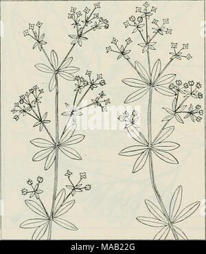 . Die Droge Pflanzen von Illinois. GALIUM TRIFLORUM Michx. Duftenden bedstraw. Der rubiaceae. - ein diffuses, niedrig, Ausbreitung, meistens unbewaffnet, glatte, Kraut, duftenden im Trocknen, beständige; Stielen leuchtend, square; Blätter schmal oval, fast Stiellose, 6 an einem Knoten, cuspidate, 1-durchzogen; Blumen grünlich, Klein, in Clus- tern von 3 oder in 3 Cluster von 3 an den Enden der schlanken, Endgerät und Axillären Stiel; die Frucht erscheinenden Doppel, bedeckt mit angespannt Borsten. Das Kraut gesammelt. Gemeinsame und abun-ter in feuchten Wäldern im ganzen Bundesstaat. Enthält, zusätzlich zu den üblichen Galium Bestandteile, Cumarin. Stockfoto