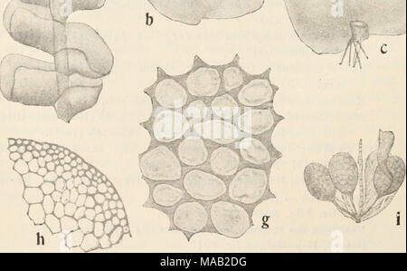. Dr. L. Rabenhorst der Kryptogamen-Flora von Deutschland, Oesterreich und der Schweiz. Abb. 14! (. Scapania com]) Acta, eine Pllauze mit l'eriaiith, Verg. '*/,; B und C Abb. Blätter ausgebreitet, Verg. ^ "/i; i Querschnitt durcli den Blattkiel, Verg. '' "/I" • e Zellen au der Perianthmündung, Verg. =^" 7; f Zellnetz bin Blattrande, Verg. 300/^. g Zellnetz in der Blattmitte, Verg. 300/,; h Stück des Querschnittes durch den Stengel, Verg. ''"/I; ich Anthe - Ridien mit Paraphysen, Verg. '^j^. / K.Müller, Scapania-Monographie. Stockfoto
