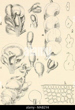 . Dr. L. Rabenhorst der Kryptogamen-Flora von Deutschland, Oesterreich und der Schweiz. Abb. 266. Alicularia corapressa. ein Stengelstück, Verg. ^%. b Sporogon tragendes Stengelstück, bei einem unterblätter, Verg, etwa^7 Ich • c und d Längsschnitte durch die 9 Inflorescenz in verschiedenen Stadien, Verg. etwa "7 i-^ verschiedene Kapseln, z.T. aufgesprungen, Yerg. Etwa^^/j.w Kalyptra mit jungem Sporogon und sterilen Archegonien, Verg. Etwa^%. (Abb. -. a-f / Gottsche.) g Unterblätter in der 9 Inflorescenz in der Reihenfolge a - (5, ö das oberste, Verg. ' "^j^. h Zollnetz bin Blattrande, Verg. 20. Stockfoto