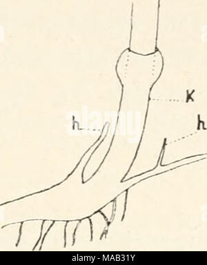 . Dr. L. Rabenhorst der Kryptogamen-Flora von Deutschland, Oesterreich und der Schweiz. Stockfoto
