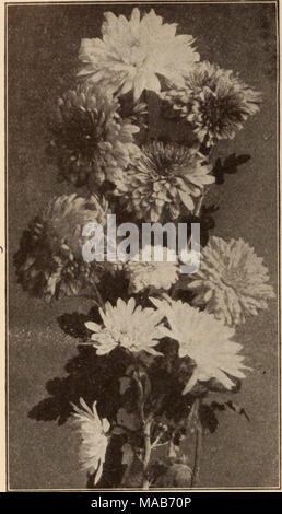 . Dreer der Großhandel Preisliste/Henry A. Dreer. . Hardy Pompon Chrysanthemen. Pettilant. Weich cremig-Schwefel. Präsident. Reich violett-Crimson. Rhode. Zart rosa. Roslnante. Blush rose. Rufus. Crimson - Kastanienbraun. Sir Michael. Zitronengelb. Strathmeath. Rosy pink. St. Illoria. Silberne Rose, bequillte Blütenblätter. Soeur Melanie. Reines Weiß. Sonnenschein. Helles Goldgelb. Die Nabe. Fein Weiß. Trojan. Maroon, mit gelber Mitte. Victor. Rosy crimson. Baby. Ein Miniatur Zitronengelb. Boston. Golden Bronze. Cerise Queen. Cerise pink. Fairy Queen. Klare, hell rosa. Globus d'Or. Clearle Mo - Gelb, mit dunklen Stockfoto