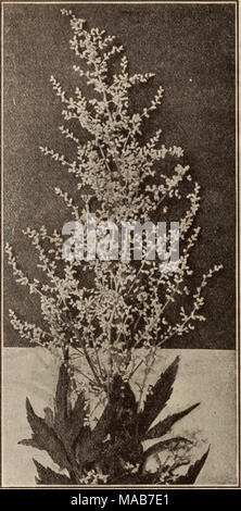 . Dreer der Großhandel Preisliste/Henry A. Dreer. . ARTEMISIA LACTIFLORA Anthericum (St. Brunos Lilie). Perdoz. Pro 100 Llliastrum Qisranteum (Giant St. Bruno Lily's). 2 $ 00 $ 15 00 Liliastrum. Starke 75 5 00 Liilago. Starke 75 5 00 Aquilegia (akelei). Folkestone. Unsere einheimischen Columbine, hell rot und gelb. Californlca Hybrida. Ein extra feine Mischung. Coerulea. Die True Blue Rocky Mountain Columbine. Chrysantha. Die schöne Golden-trieb Columbine. Flabellata Nana Alba. Frühe Zwerg, reines Weiß. Truncata. Mit gelben spitzen Scarlet. Vulgaris. Die Europäische blau-violette Columbine. Preis. Starke Stockfoto