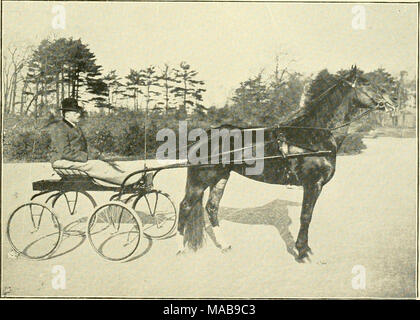 . Die treibende Vereine der Großraum Boston. SUSIE F., 2:20 1-4 Franklin Feld Speedway Trab Meister und Pokalsieger 1904. Im Besitz und betrieben von J. oliya Stuart, jr. Stockfoto