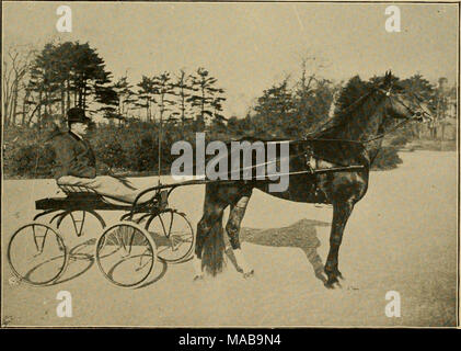 . Die treibende Vereine der Großraum Boston. SUSIE F., 2:20 1-4 Franklin Feld Speedway Trab Meister und Cup Winnerin 1904. Angetrieben von J. Rollin Stuart, Jr. besessen und Stockfoto