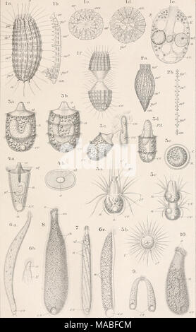 . Dr. H.G. Bronn von Klassen und Ordnungen des Thier-Reichs: wissenschaftlich dargestellt in Wort und Bild. IiAAnsi. vVtTTurJfItirJerFnmifart/â Af. Stockfoto