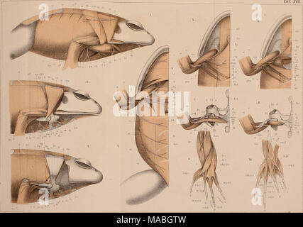 . Dr. H. G. Bronn von Klassen und Ordnungen der Amphibien wissenschaftlich dargestellt in Wort und Bild. Stockfoto