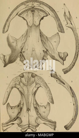 . Dr. H. G. Bronn von Klassen und Ordnungen der Amphibien wissenschaftlich dargestellt in Wort und Bild. Stockfoto