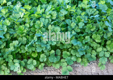 In der Nähe von Cilantro Coriandrum sativum'' unter den Anbau, auch als Koriander bekannt. Stockfoto