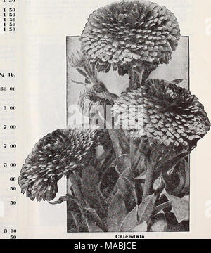 . Dreer der Großhandel Preisliste für Floristen: Glühlampen Blumensamen Rasen Gras Samen pflanzen Kleinartikel. Calendula Für komplette Liste der winterharte Staude Samen finden Sie auf den Seiten 49 bis 56 einschließlich. Stockfoto