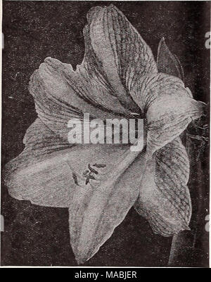 . Dreer der Großhandel Preisliste für Floristen: Glühlampen Blumensamen Rasen Gras Samen pflanzen Kleinartikel. Dreer Giant's American Hybrid Amaryllis Agapanthus Umbellatus. Starke 6-Zoll Töpfe. Starke 8-Zoll-Wannen, $ 2,00. $ 6,00 pro Doz. Agave (Agave americana). Glaucous dunkelgrünes Laub. - Variegata. Die Glaucous Laub ist hübsch eingefasst und mit cremigen Gelb markiert. Entweder Vielzahl, 4-Zoll Töpfe, 35 cts.; 6-Zoll Töpfe. $ 1,00. Aglaonema Costatnm. Herzförmigen Blätter von dunklen, leuchtendes Grün, mit weißen Mittelrippe und Streuung Flecken von Weiß. 35 cts. Jedes; 3,50 $ pro Doz. Aloe Arborescen Stockfoto