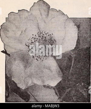 . Dreer der Großhandel Preisliste für Floristen: Blumen Samen Pflanzen und Blumenzwiebeln Pflanzen und Rasen Grassamen Kleinartikel. Nachgestellte Rose, Max Graf Trailing Hybrid-Rugosa Rose Max Graf ist ein ausgezeichneter Säule oder Klettern - Rose, aber die meisten wertvollen als Bodendecker" für welchen Zweck es weit überlegen ist eine der Wichu - raiana Sorten gefunden werden. Das Laub ähnelt Rosa Rugo - Sa, sehr spät in der Saison erhalten bleibt, ist es praktisch immun gegen Insekten und Krankheiten und ist absolut winterhart. Die Blüten sind groß, Single, helles Rosa mit hübsch gekräuselte Blütenblätter. Für die Bepflanzung auf einem steilen Bank Stockfoto