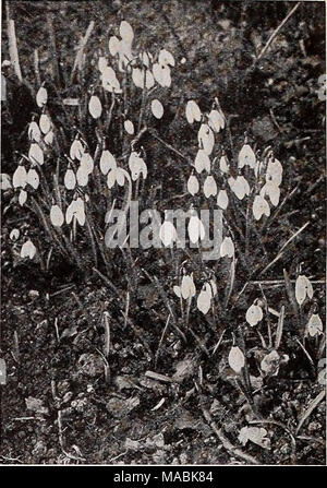 . Dreer der Großhandel Preisliste für Floristen: Glühlampen Blumensamen Rasen Gras Samen pflanzen Kleinartikel. Spanisch Iris Muscarl, Traubenhyazinthen Schneeglöckchen Dutch Iris (im September) große Blütezeit Anfang Xiphinms die Blumen sind breiter, die in der Regel breiter auseinander fällt und die Lippen größer als die spanische Art, und Blühen etwa zwei Wochen früher. Wunderbar für Cut-ting, und dauerhaften eine lange Zeit. Unsere Lampen sind mam-Motte, die Größe, die am besten für die zwingen. Doz. 100 1000 Hart-IVibrig. Brillantes, klares Blau; spät $ 0 bis $ 4 50 00 .540 Huchtenburg. Yel fällt tief - tief mit feinen goldenen orange Fleck, Normen Liebe Stockfoto