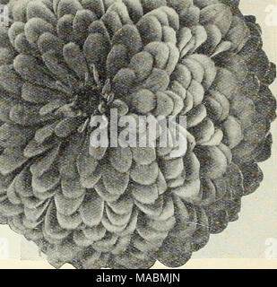. Dreer der Großhandel Preisliste: Blumen Samen Pflanzen und Blumenzwiebeln Gemüsesaatgut Verbrauchsmaterialien für Floristen. Ich Dreer Giant's Double Zinnia Sieg doppelt (bequillte. Dicht Doppel bequillte Blumen in einem guten Bereich der Herbst Tönungen Mexieana Perfektion. Doppel gemischt.. Red-Riding-Haube. Ein Zwerg kompakte Art, mit kleinen, roten Blüten 15 hoch 1. Gemischt. 75 cts. pro % lb. . 10 Zebra. Double striped 15 einzelne Blüte. 15 Ich Wild Garden Flower Seed Tr.pkt gemischt. Oz. $ 0 25.<^1 00 25 1 00 50 25 50 40 Der einfachste und sicherste wachsende Sommerblumen. Nur die Sache über freie Räume zu übertragen. Oz. Stockfoto