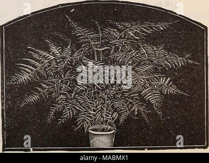 . Dreer die vierteljährlichen Großhandel Preis liste von Blumenzwiebeln, Pflanzen, Gemüse- und Blumensamen für Herbst Aussaat: implementiert, Düngemitteln und Voraussetzungen. ASPAEAQDS PLUMOSDS NANUS. Stockfoto