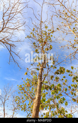 Teak Wälder in Thailand Stockfoto