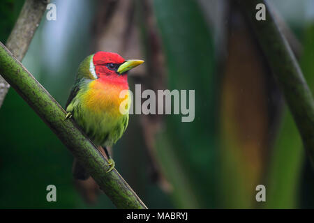 Rothaarige Barbet - Eubucco bourcierii, schöne bunte Rothaarige barbet aus Costa Rica Hügel. Stockfoto