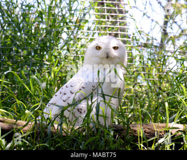 Hedwig Stockfoto