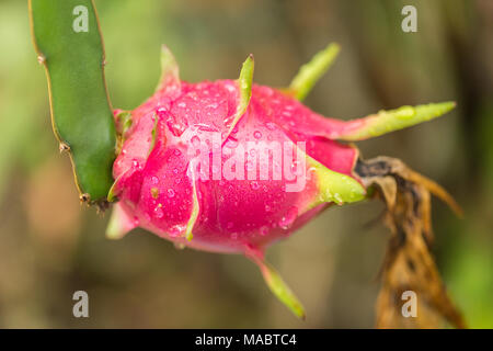 Dragon Frucht am Baum nach regen Stockfoto