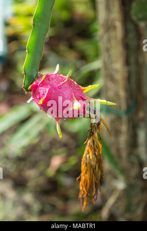 Dragon Frucht am Baum nach regen Stockfoto