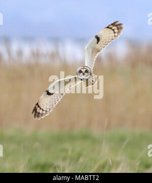 Short Eared Owl Vierteilung für wühlmäuse an Aust Warth auf Severnside entlang des Flusses Severn Stockfoto