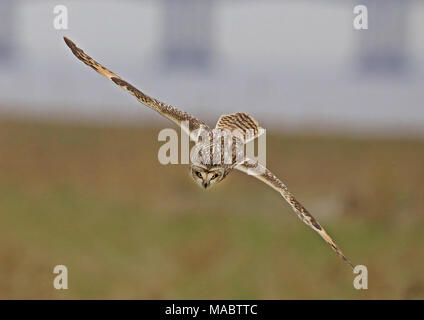 Short Eared Owl Vierteilung für wühlmäuse an Aust Warth auf Severnside entlang des Flusses Severn Stockfoto