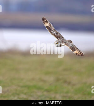 Short Eared Owl Vierteilung entlang Aust Warth für Wühlmäuse Stockfoto