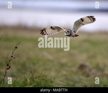 Short Eared Owl Vierteilung entlang Aust Warth für Wühlmäuse Stockfoto