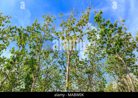 Teak Wälder in Thailand Stockfoto