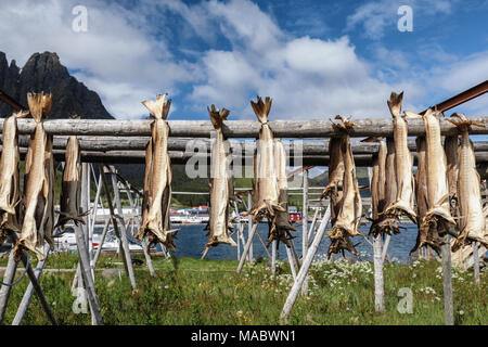 Fisch Körper trocknen, Ballstad, Lofoten, Norwegen, Europa Stockfoto