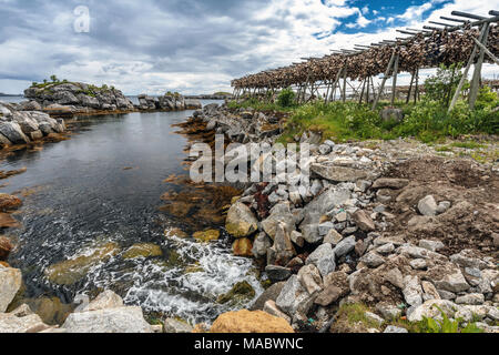 Fischköpfe trocknen, Ballstad, Lofoten, Norwegen, Europa Stockfoto