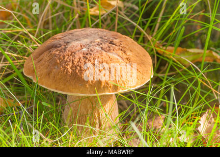 Waldboden, edle Steinpilze, Natura 2000 Stockfoto