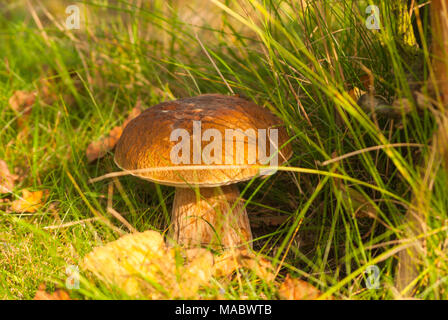 Waldboden, edle Steinpilze, Natura 2000 Stockfoto