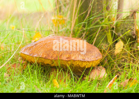 Waldboden, edle Steinpilze, Natura 2000 Stockfoto