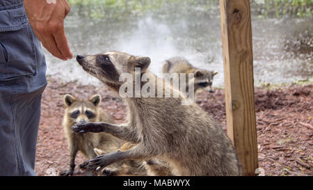 Neugierig Waschbär schnuppert die Hand Stockfoto