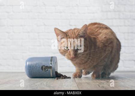 Ginger cat stehlen trockene Lebensmittel aus einem Lebensmittel behälter Stockfoto