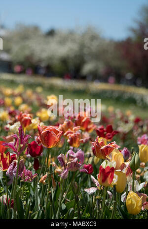 Tulpen in Holland, Michigan, USA Stockfoto