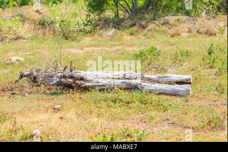 Tote Bäume im Wald Stockfoto