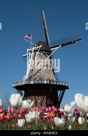 Tulpen in Holland, Michigan, USA Stockfoto