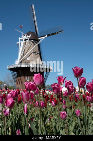 Tulpen in Holland, Michigan, USA Stockfoto
